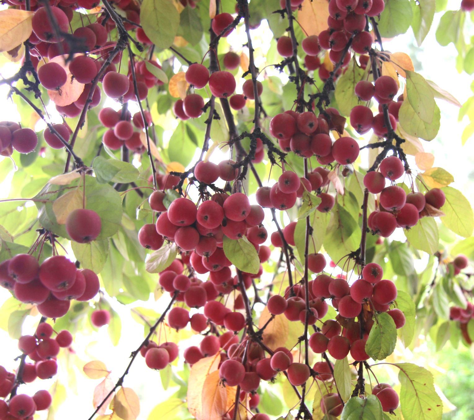 Crab apples